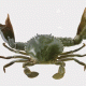 mud-crab
